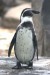 Penguin Humboltdův