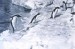 12826-250px-penguinsjumping.jpg