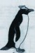 Tučńák chocholatý